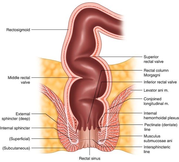 anatomia-żylaki-odbytu